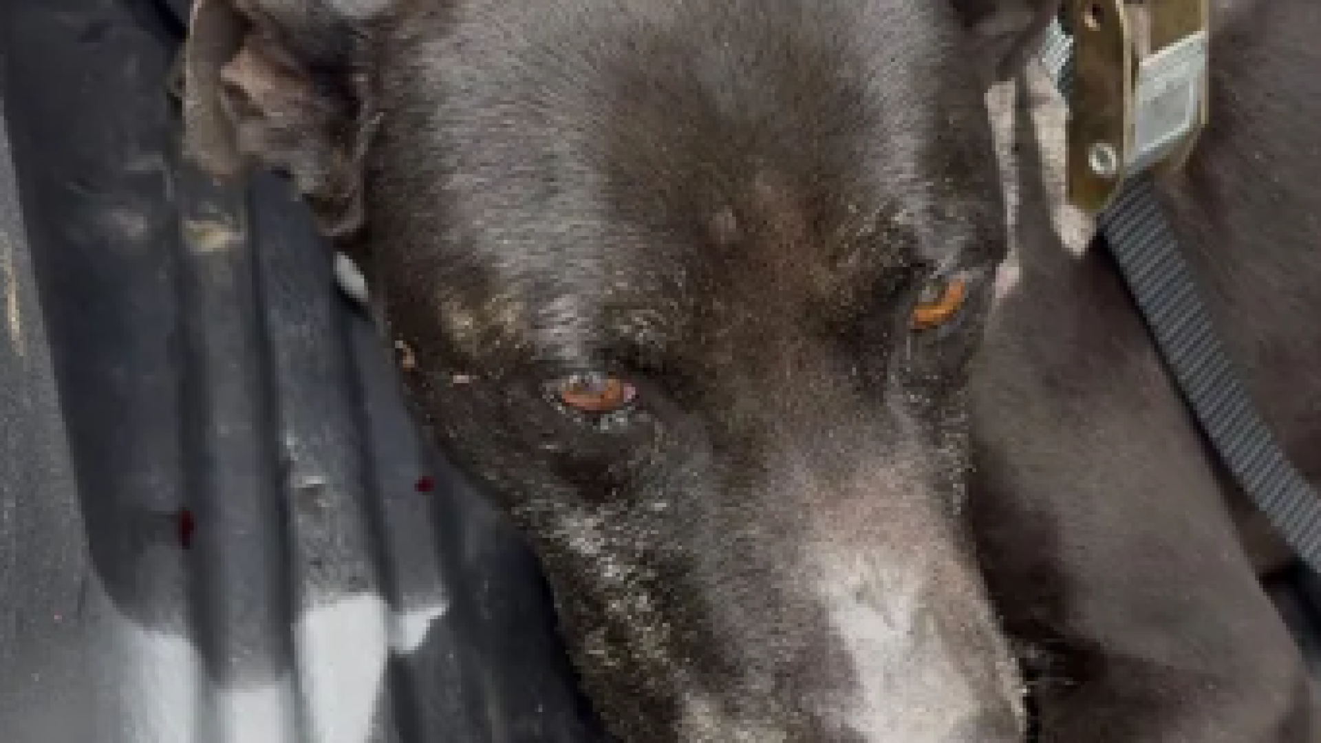 Divulgação / Polícia Militar de Meio Ambiente