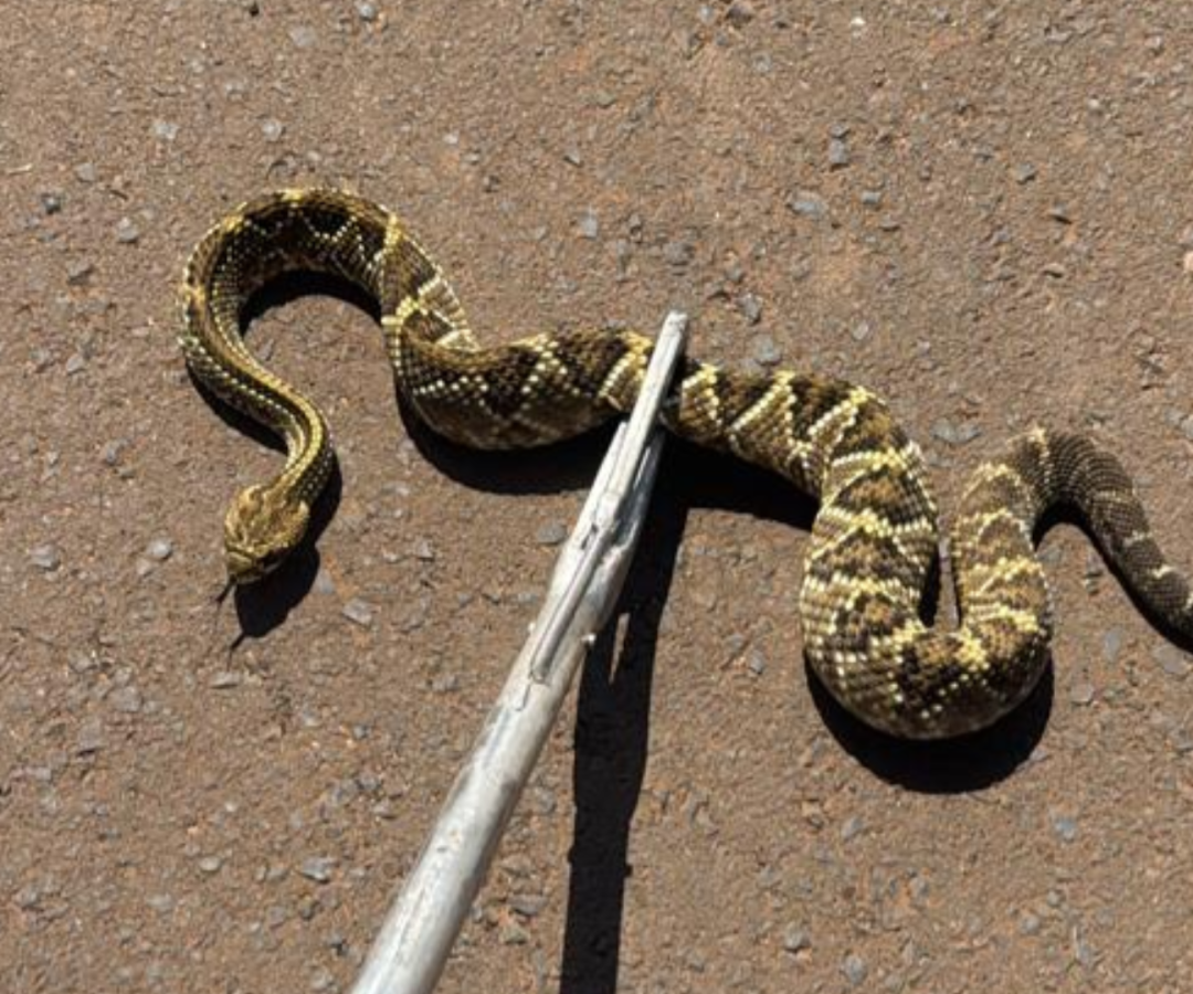 Cascavél do bairro Maria Alice, em Uberaba
