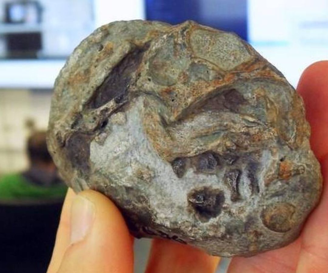 Cientistas descobrem ovo fossilizado de ancestral de mamíferos