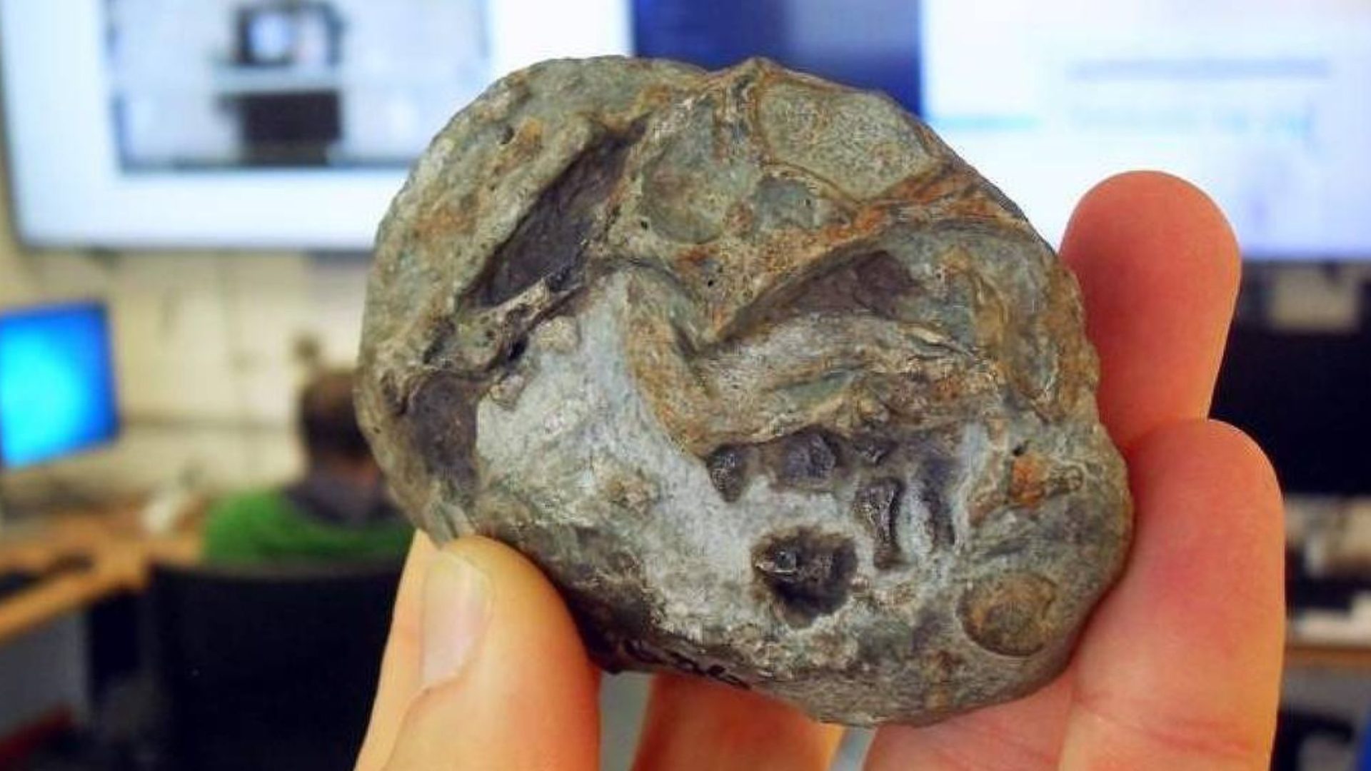 Cientistas descobrem ovo fossilizado de ancestral de mamíferos