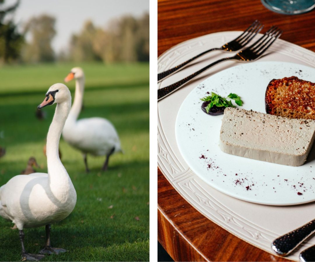 Foie gras pode ser proibido no Brasil por maus-tratos
