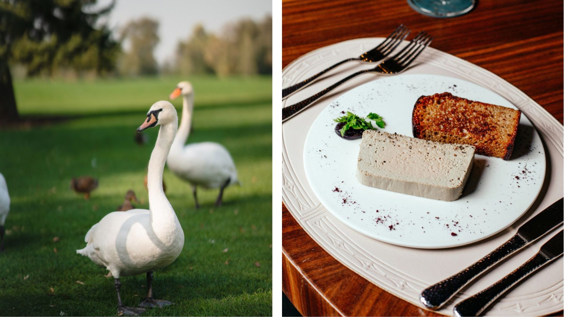 Foie gras pode ser proibido no Brasil por maus-tratos