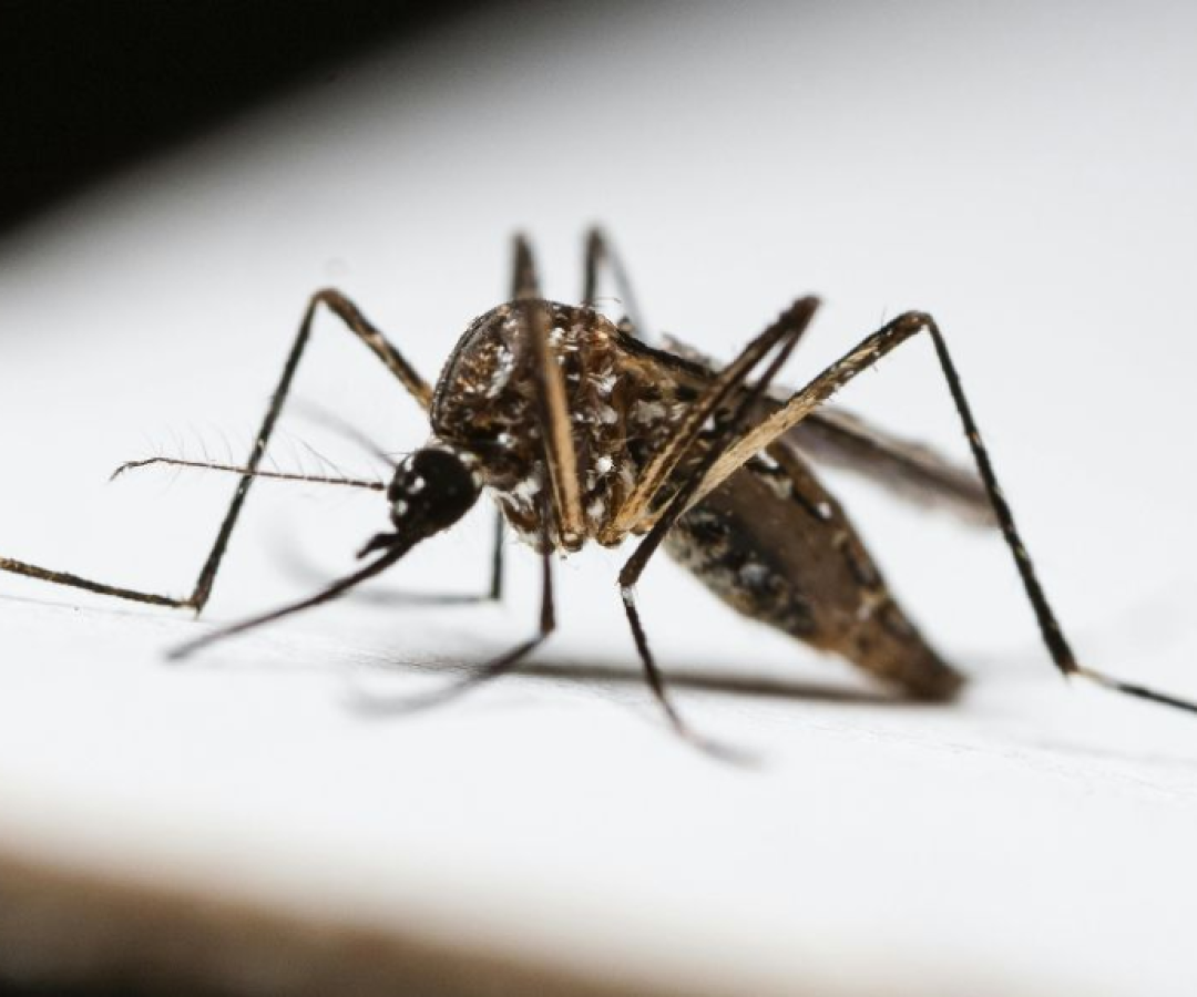 Baixada Santista ultrapassa 1.000 casos de dengue em 2025