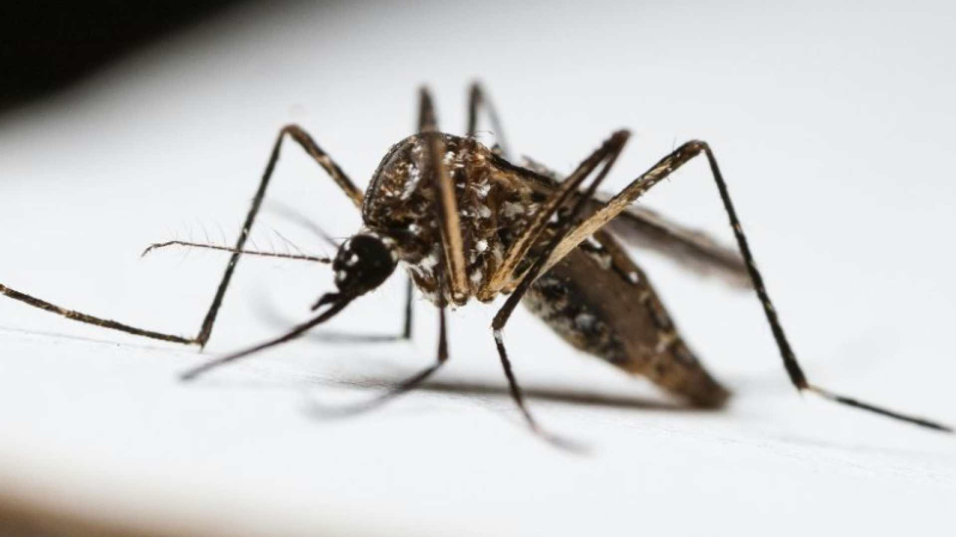 Baixada Santista ultrapassa 1.000 casos de dengue em 2025