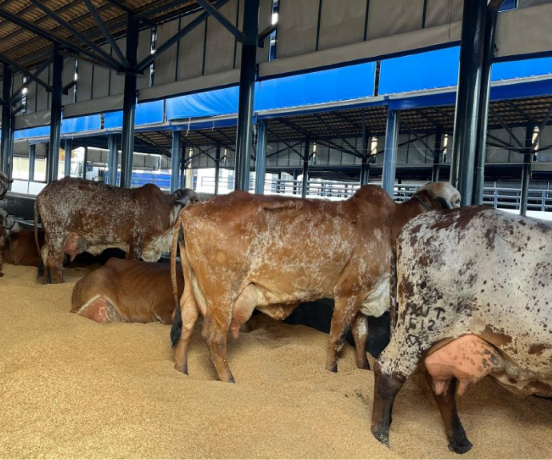 ExpoZebu 90 anos prova que o agro brilha em Uberaba