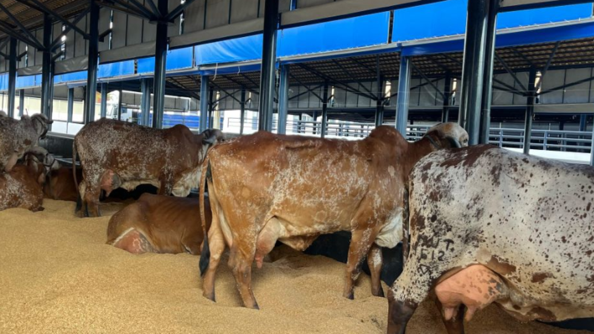 ExpoZebu 90 anos prova que o agro brilha em Uberaba