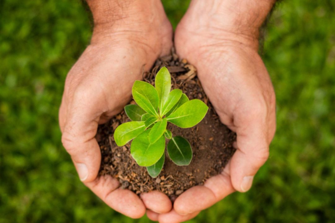 Dia da Terra proteger a natureza é proteger a vida