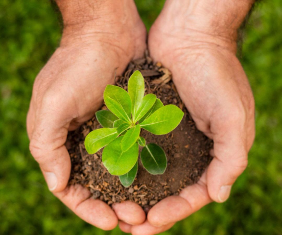 Dia da Terra proteger a natureza é proteger a vida