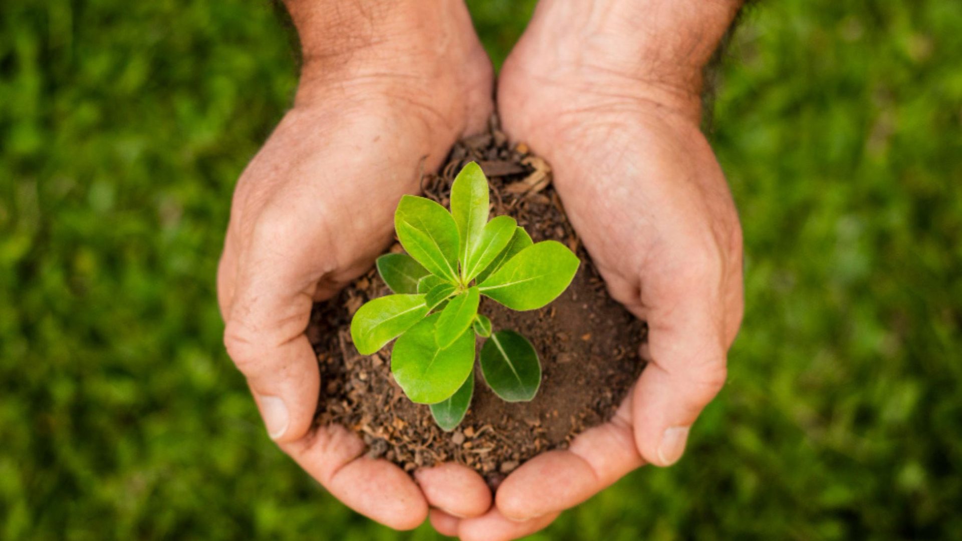 Dia da Terra proteger a natureza é proteger a vida