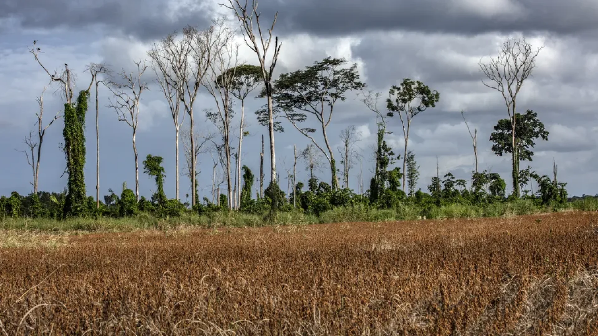A previsão de um novo episódio de El Niño colocou estados e municípios das regiões Norte, Nordeste e Centro-Oeste em estado de atenção.