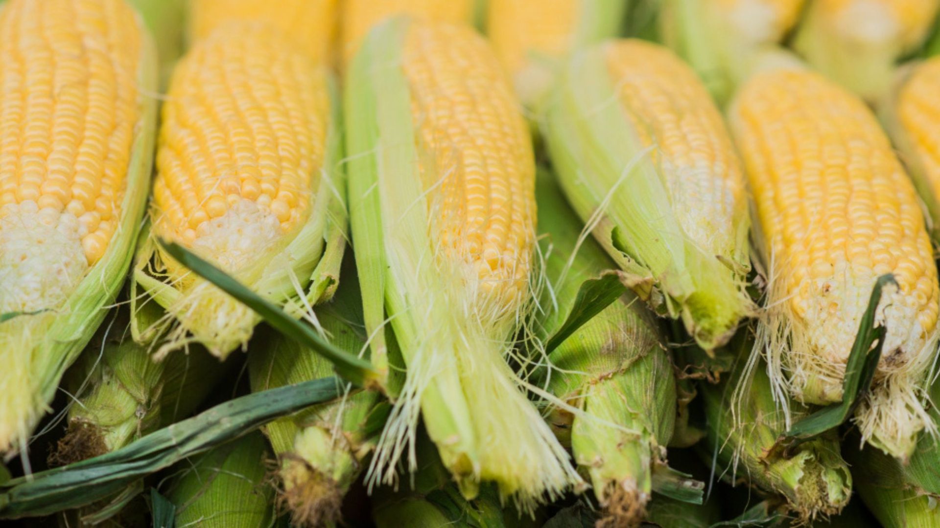 Exportações do agro caem com guerra; milho resiste