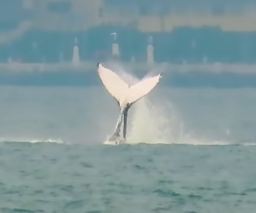 Aparição de baleia encanta público durante campeonato de surfe em Santos