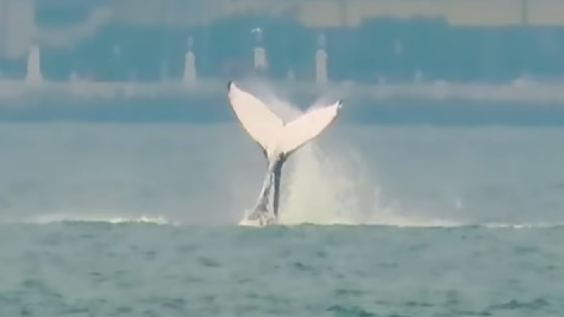 Aparição de baleia encanta público durante campeonato de surfe em Santos