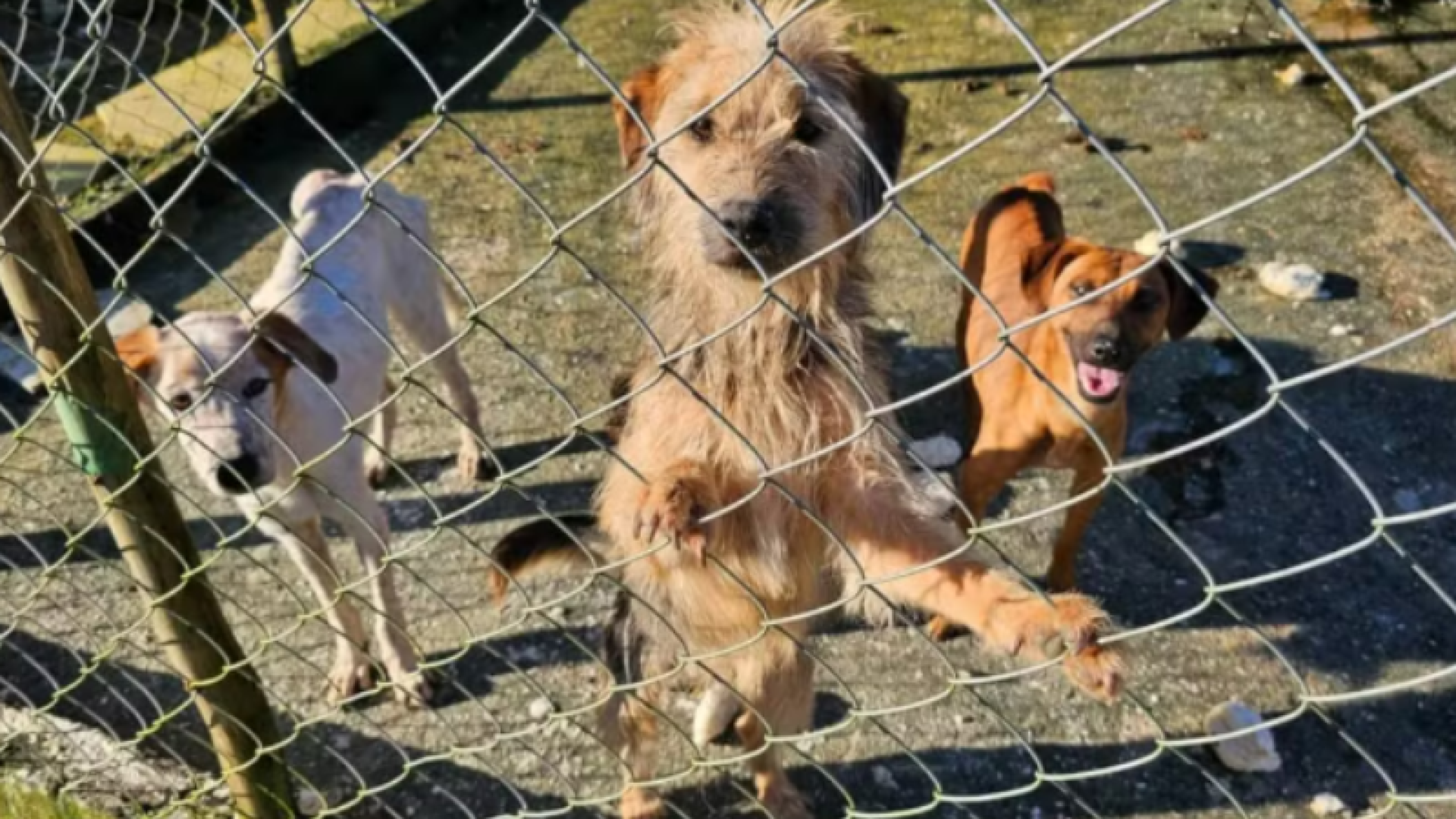 Santos: cães desnutridos e alimentados com pão mofado são encontrados em sítio; dono é preso