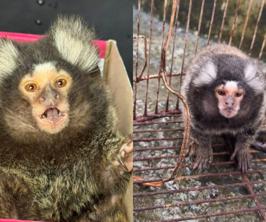 Grupamento de Defesa Ambiental de Guarujá resgata sagui vítima de maus-tratos e abandono