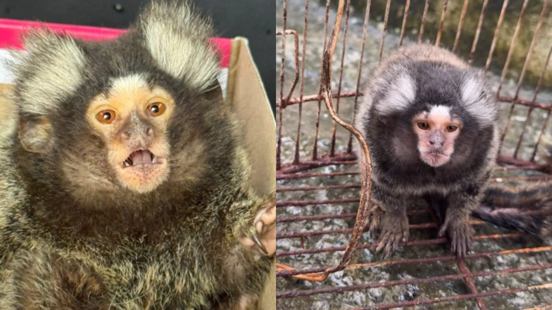 Grupamento de Defesa Ambiental de Guarujá resgata sagui vítima de maus-tratos e abandono