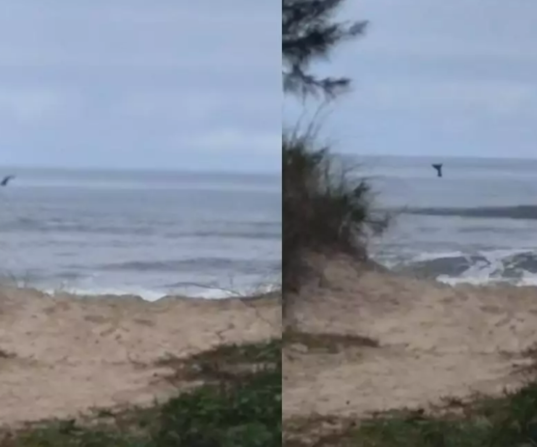 Baleia-jubarte é vista no litoral de SP e encanta banhistas em Ilha Comprida