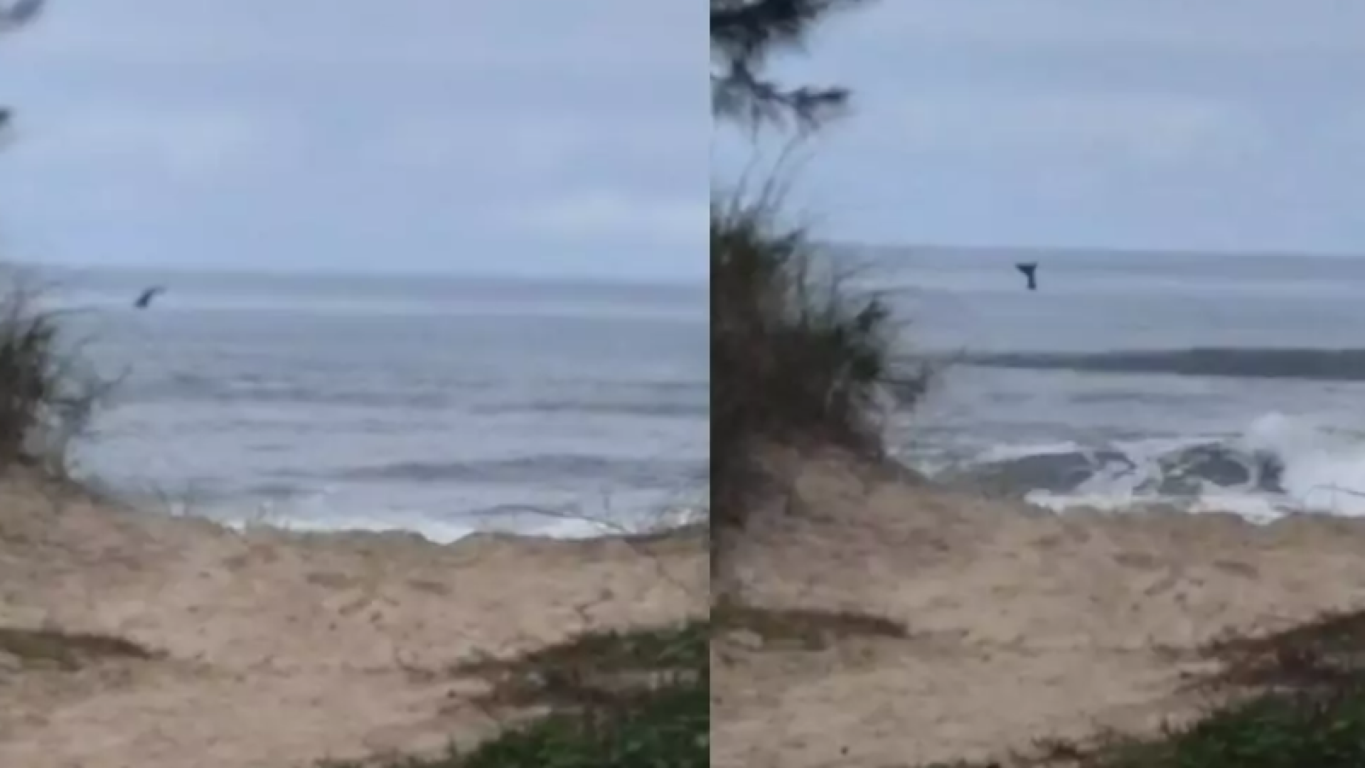 Baleia-jubarte é vista no litoral de SP e encanta banhistas em Ilha Comprida