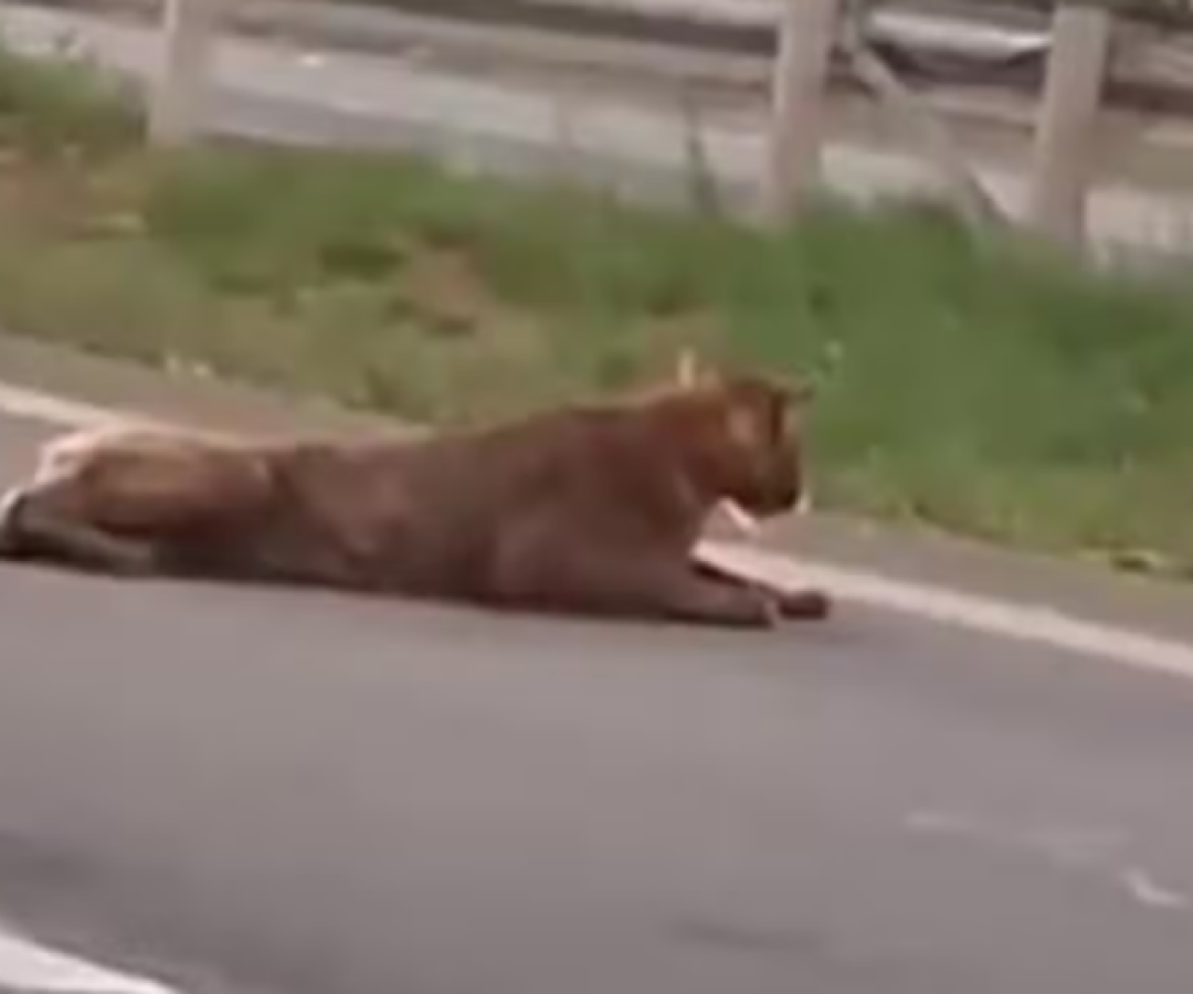 Onça-parda é flagrada sendo puxada pelo rabo em rodovia de Piracicaba
