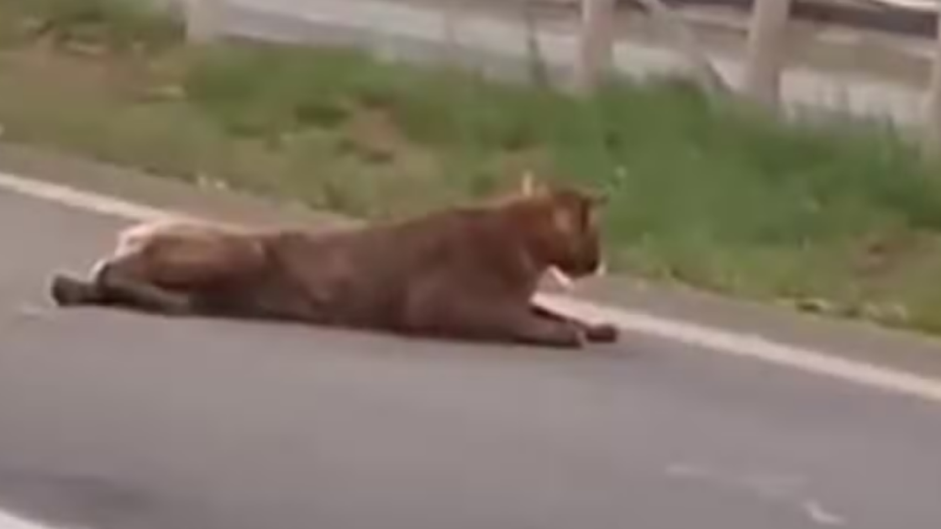 Onça-parda é flagrada sendo puxada pelo rabo em rodovia de Piracicaba