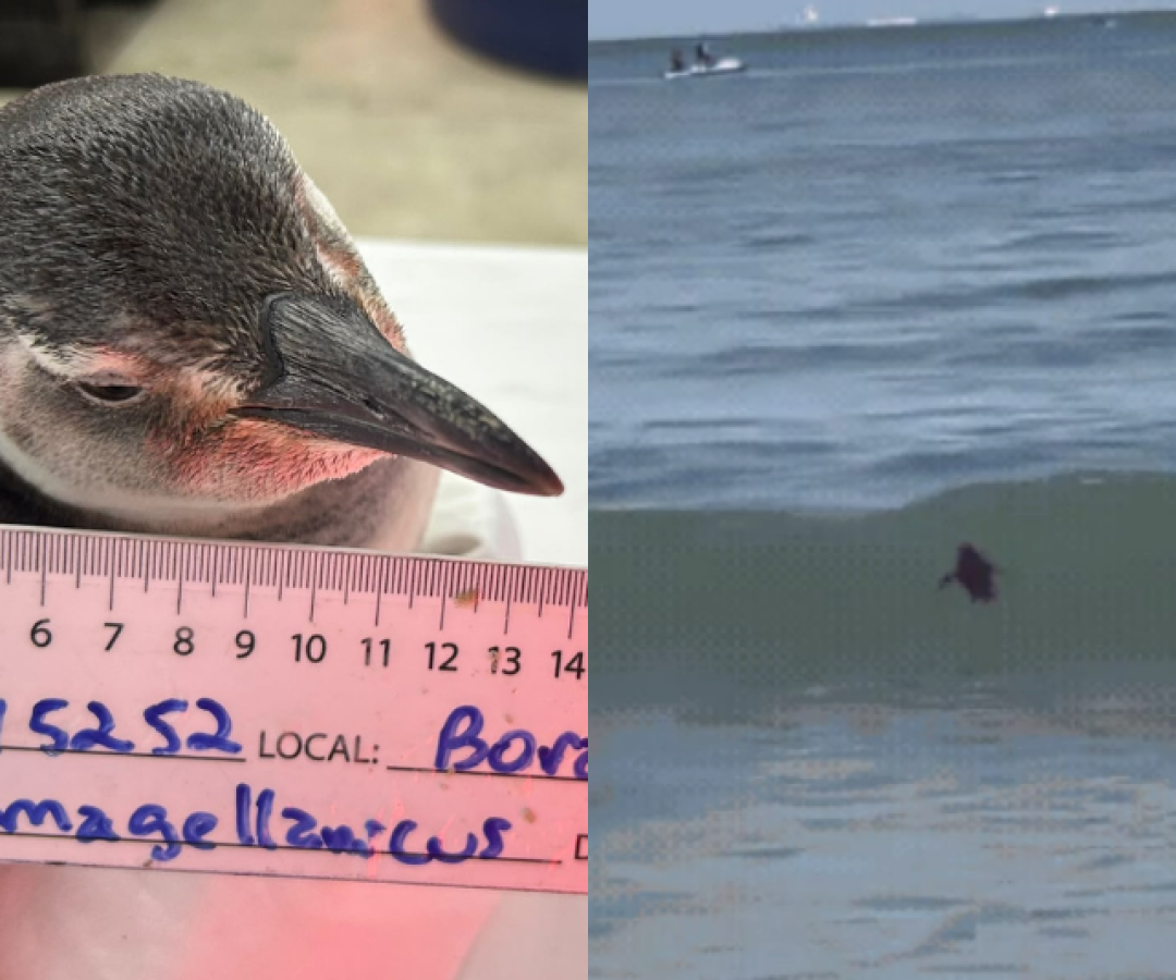 Pinguim-de-magalhães é resgatado após aparecer entre banhistas em Guarujá