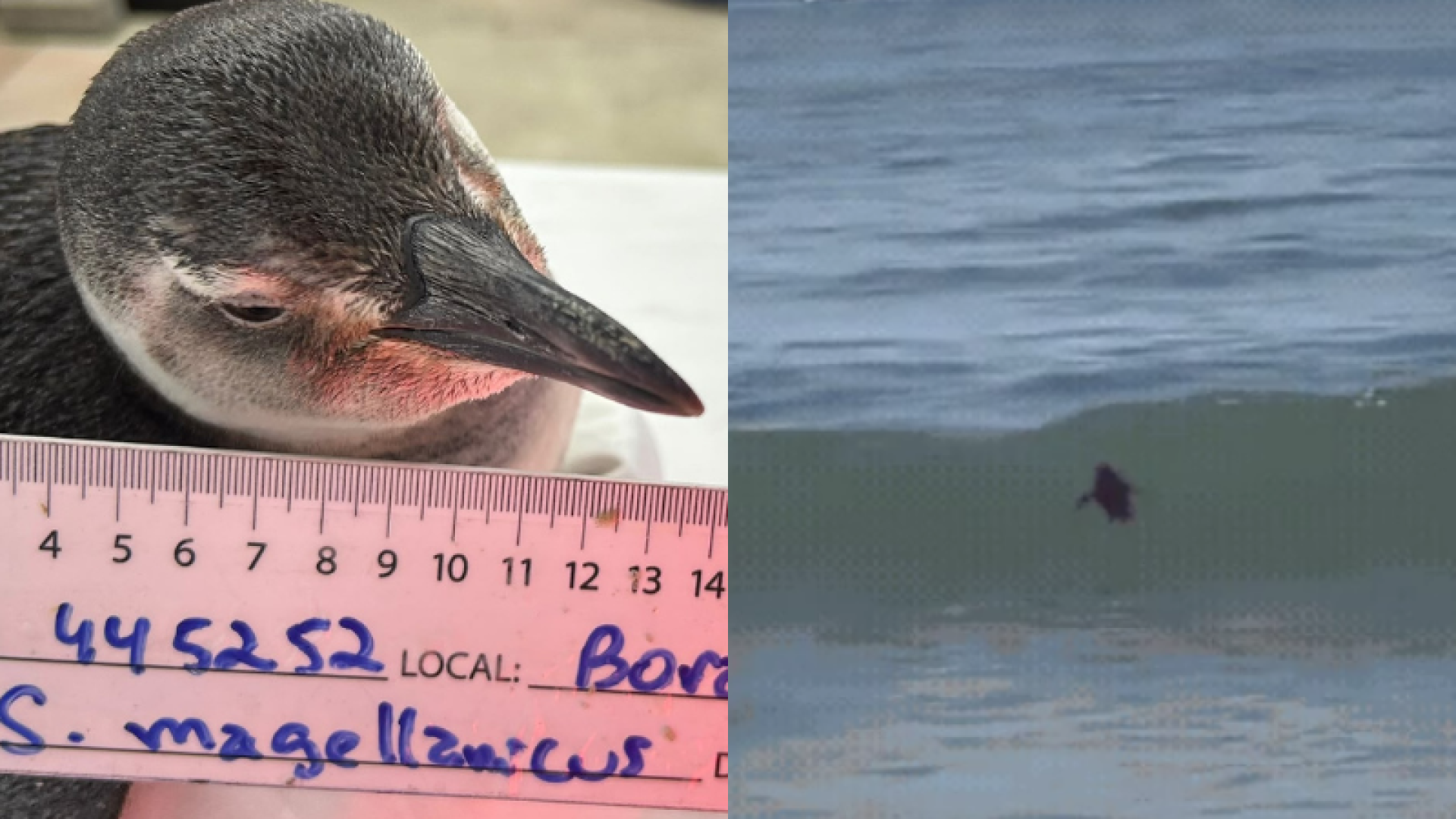 Pinguim-de-magalhães é resgatado após aparecer entre banhistas em Guarujá
