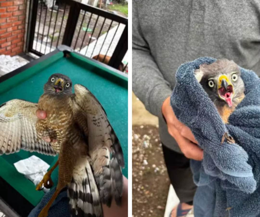 Gavião é resgatado após ficar preso em armadilha de cola em São Vicente