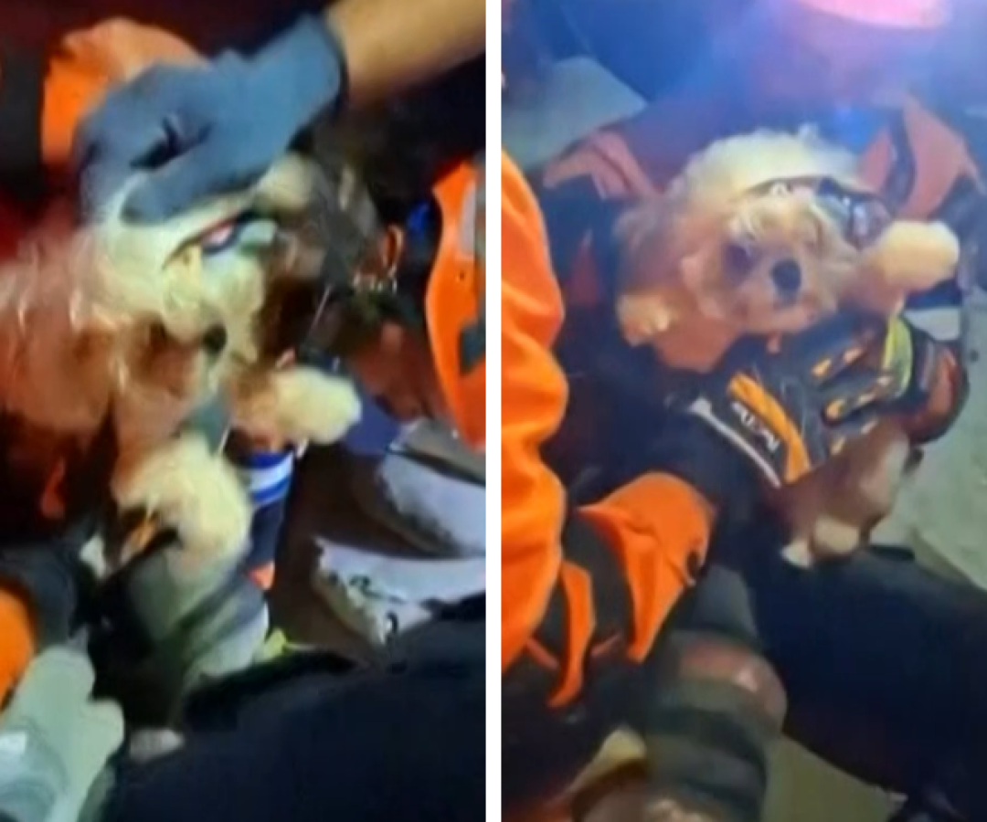 Cachorro é resgatado com vida dos escombros dias após terremotos na Venezuela