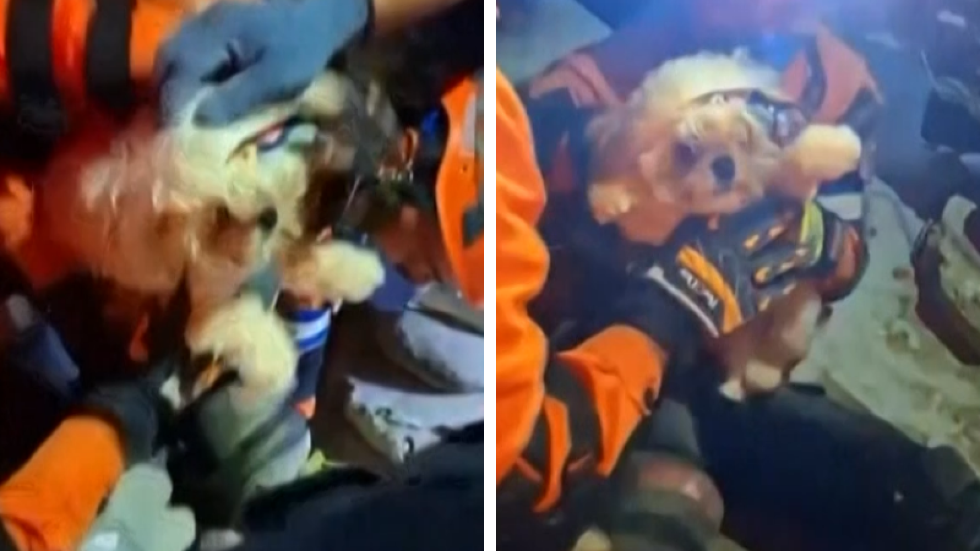 Cachorro é resgatado com vida dos escombros dias após terremotos na Venezuela