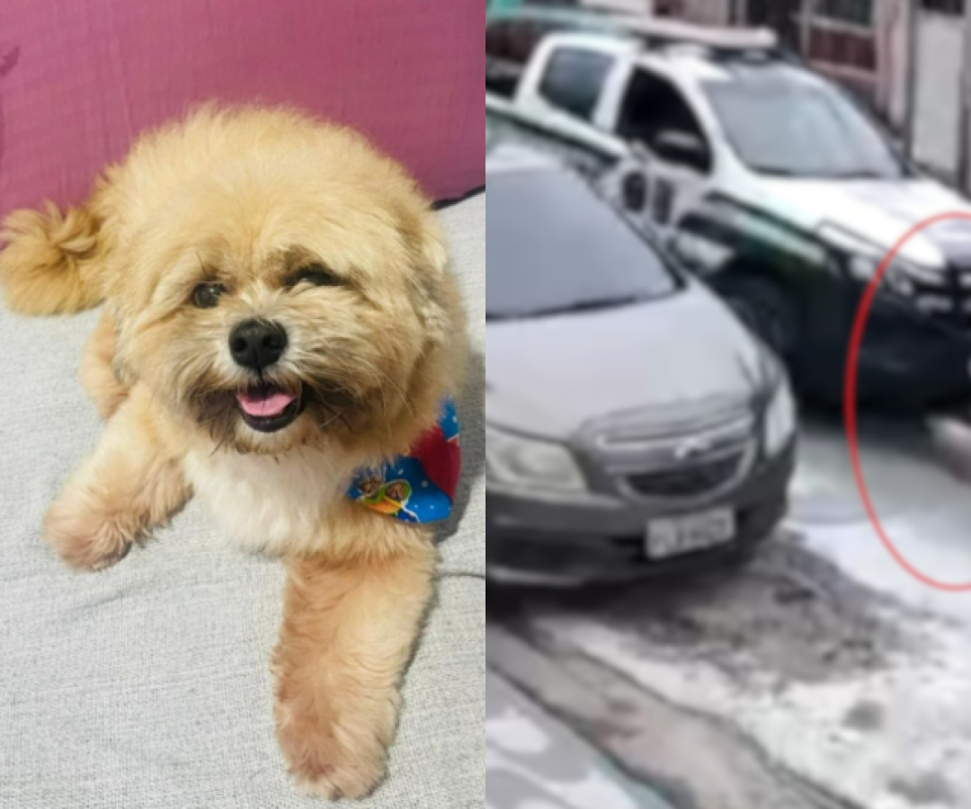 Cachorro morre após ser atingido por viatura da GCM Ambiental; família denuncia omissão de socorro