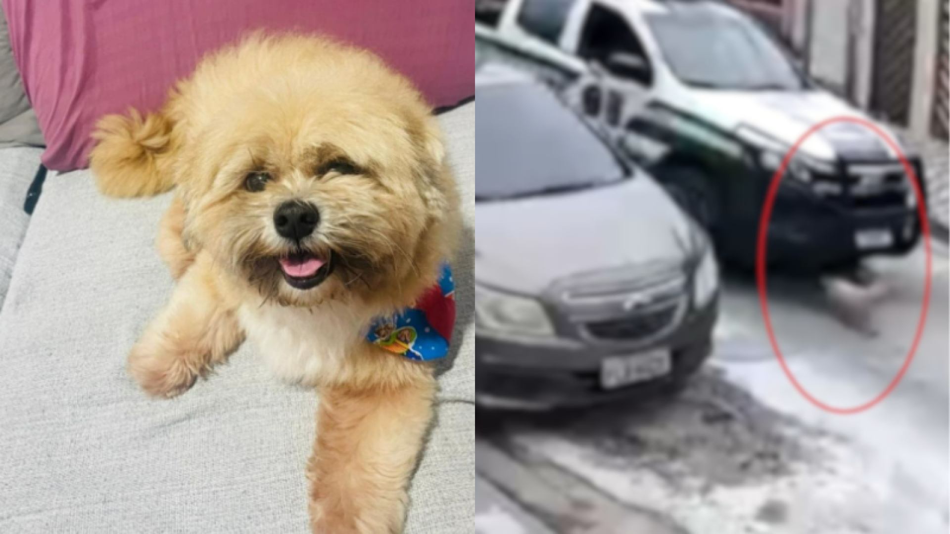 Cachorro morre após ser atingido por viatura da GCM Ambiental; família denuncia omissão de socorro