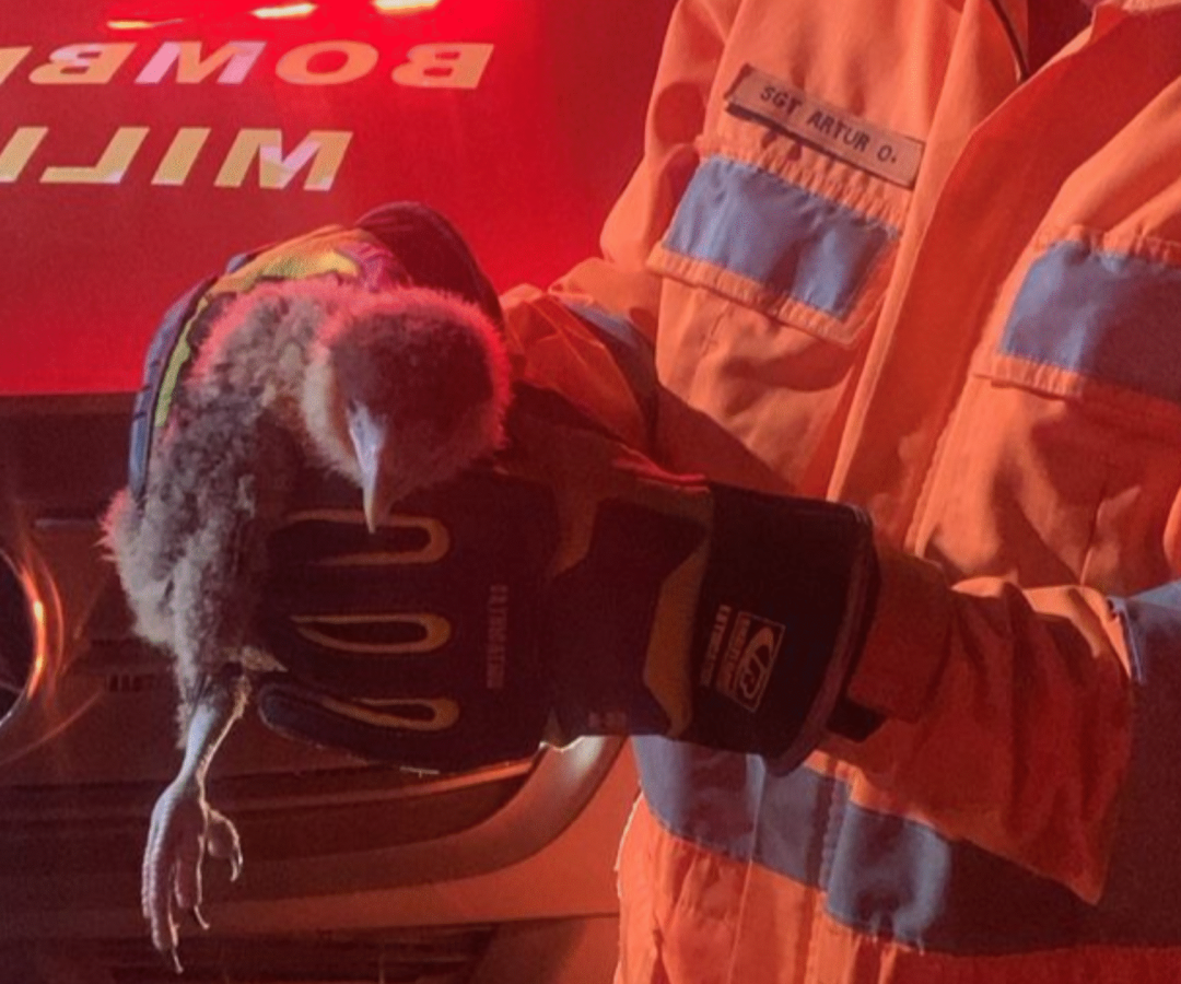 Filhote de gavião é resgatado em Uberaba
