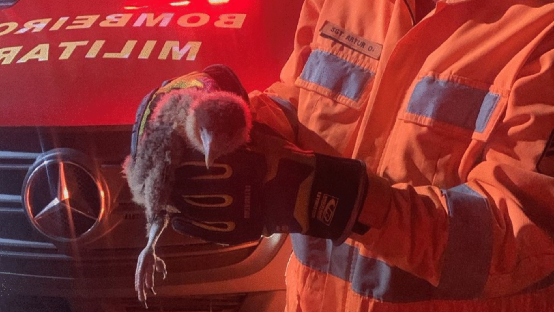 Filhote de gavião é resgatado em Uberaba