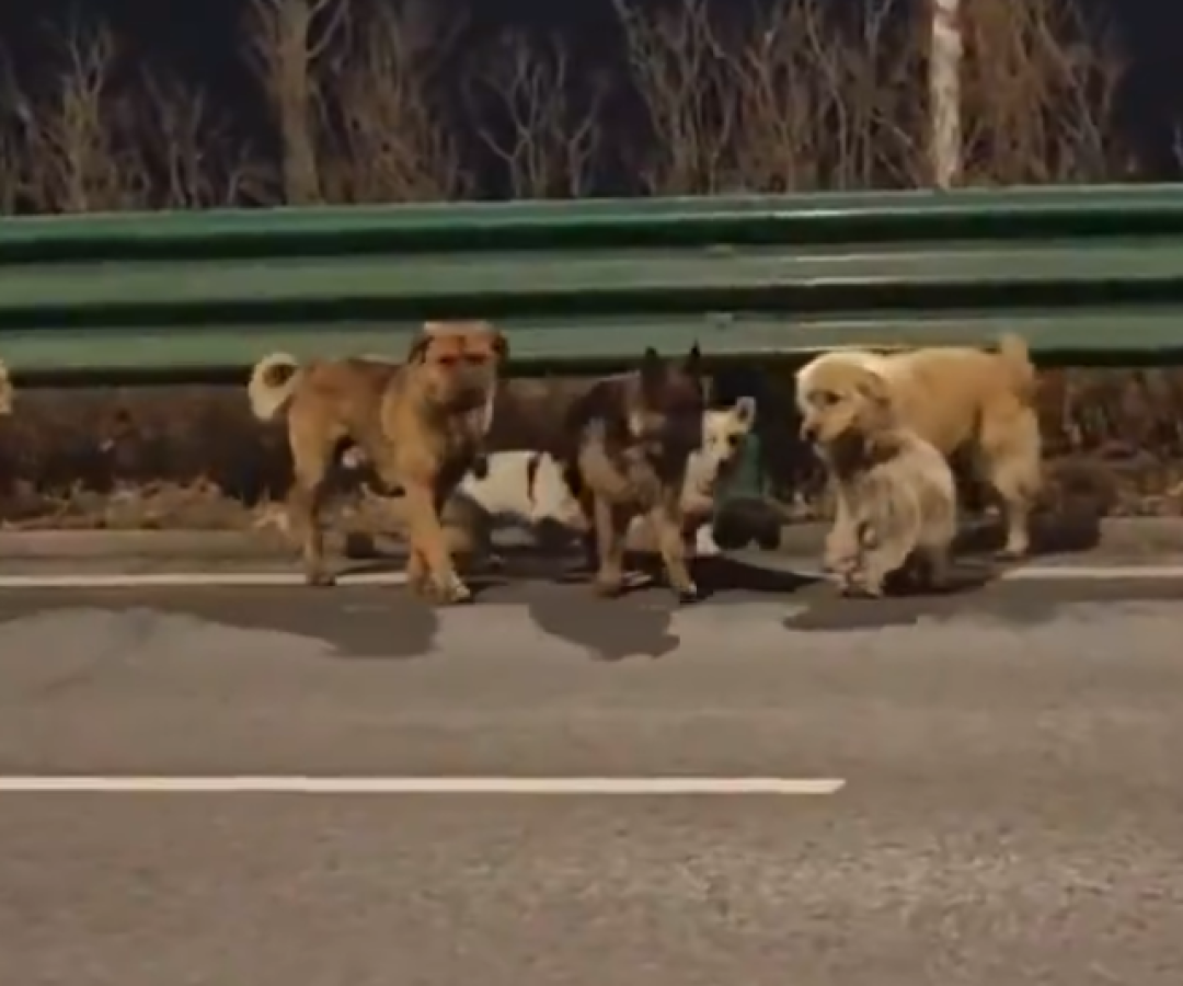 Sete cães roubados percorrem 17 km e retornam para casa na China