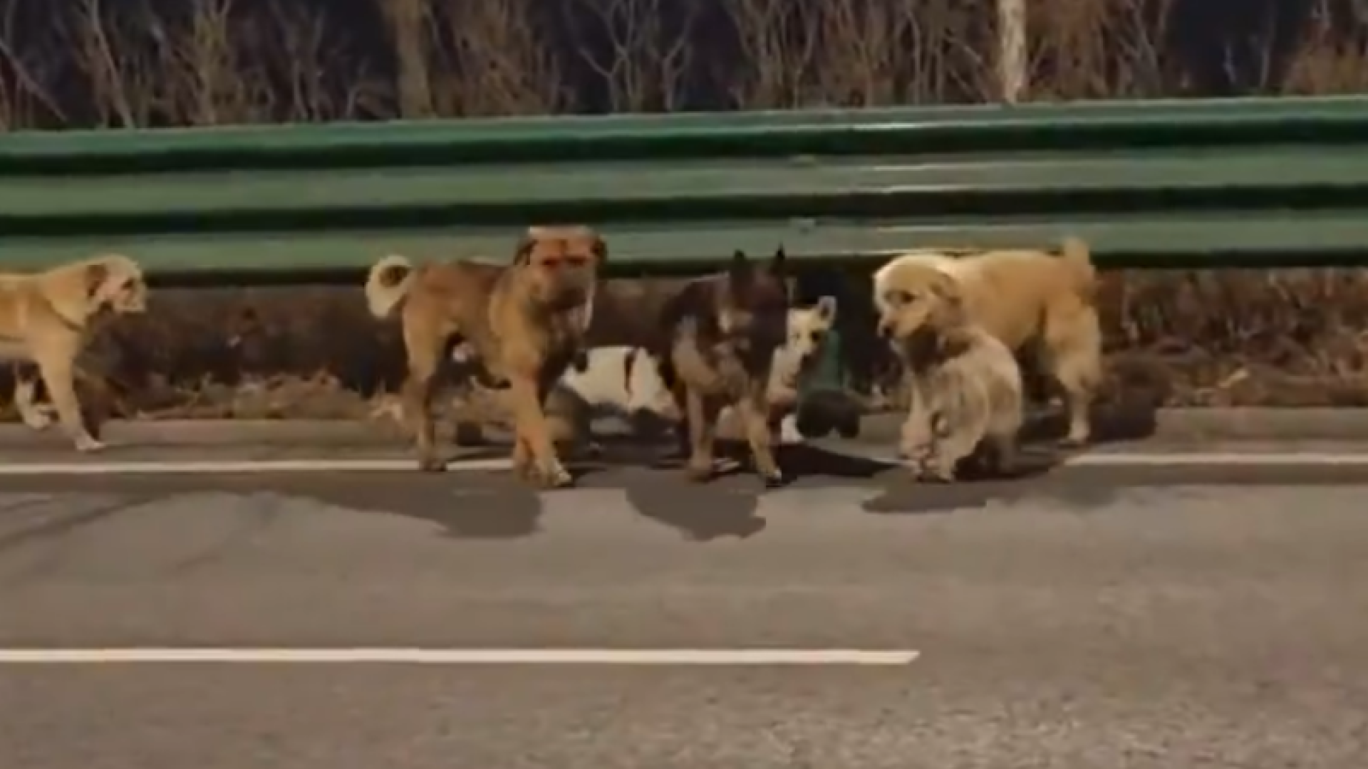 Sete cães roubados percorrem 17 km e retornam para casa na China