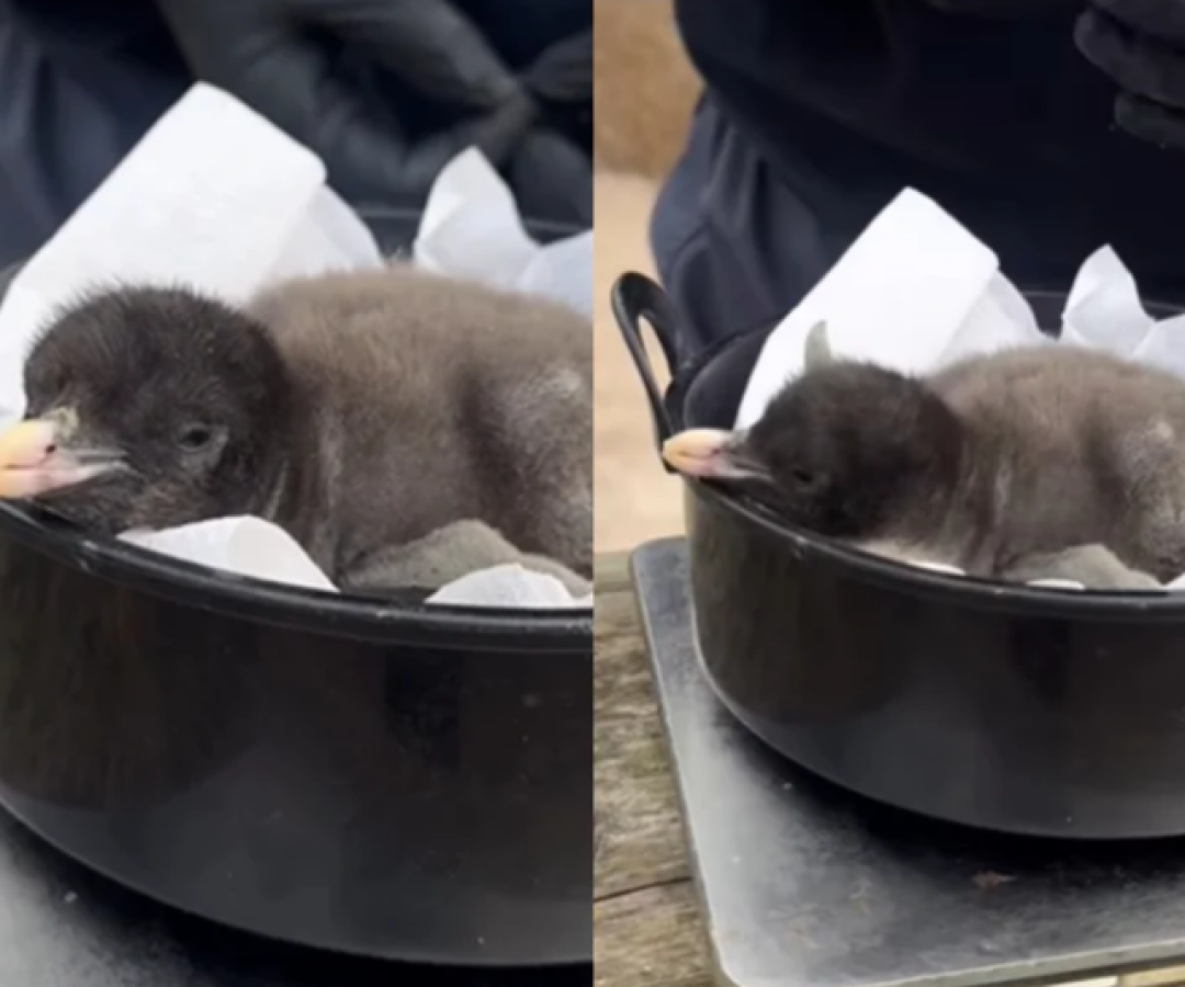 Filhotes de pinguim do tamanho de kiwi nascem em zoológico de Edimburgo