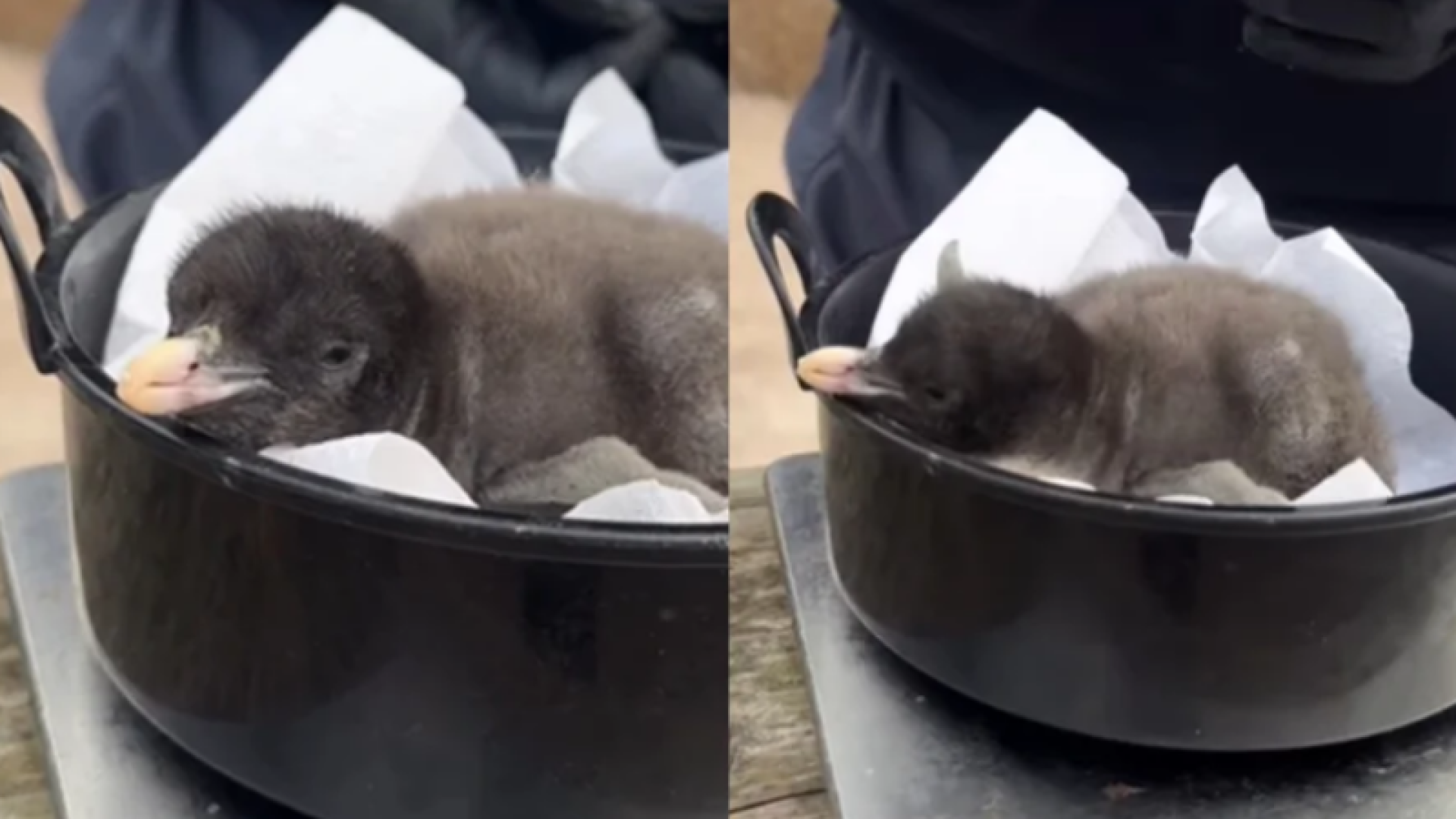 Filhotes de pinguim do tamanho de kiwi nascem em zoológico de Edimburgo