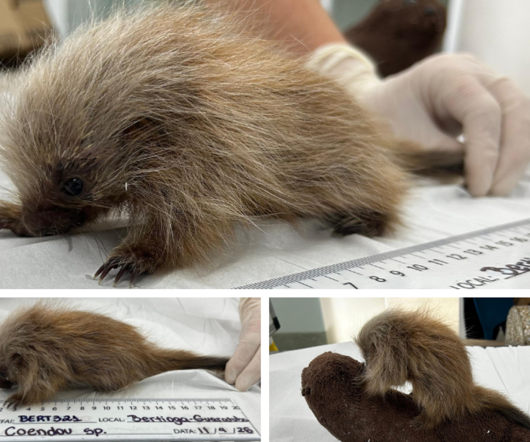 Filhote de ouriço-cacheiro resgatado em Bertioga passa por reabilitação no Guarujá