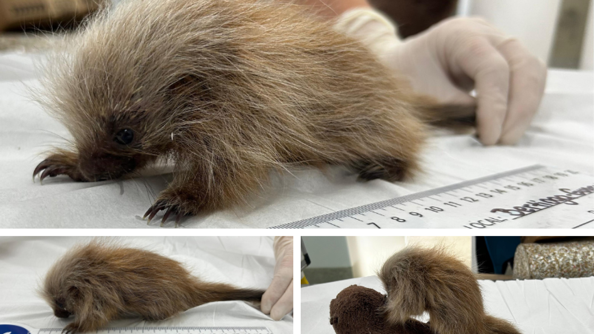 Filhote de ouriço-cacheiro resgatado em Bertioga passa por reabilitação no Guarujá