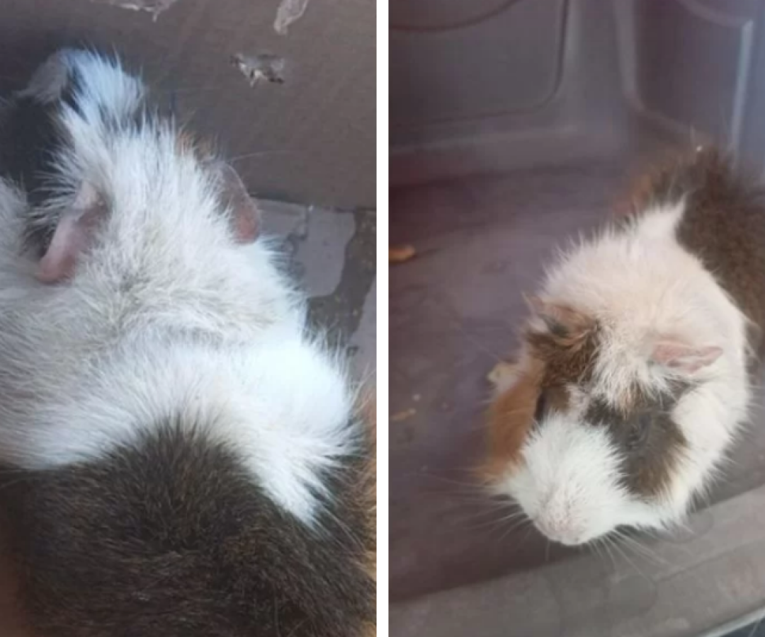 Porquinha-da-índia grávida é resgatada após ser abandonada no lixo em Guarujá (SP)