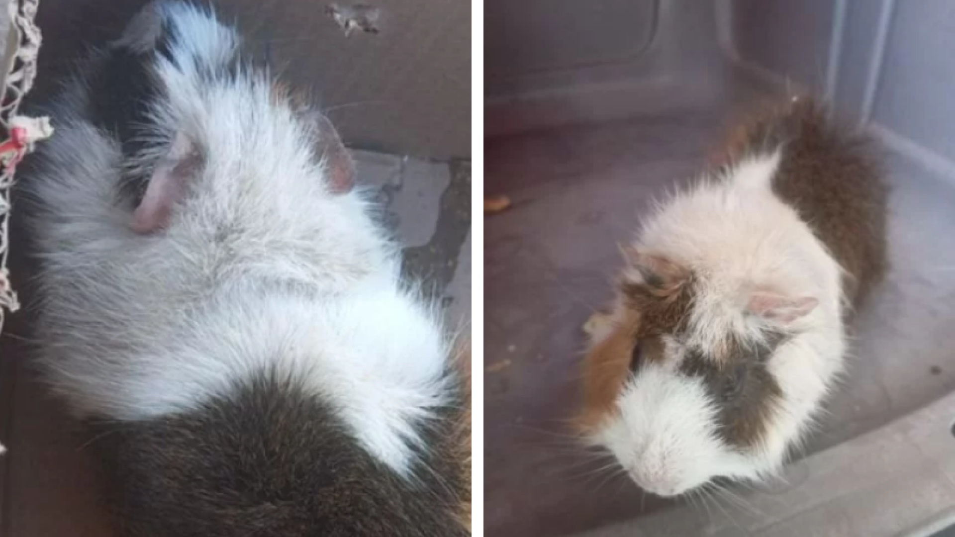 Porquinha-da-índia grávida é resgatada após ser abandonada no lixo em Guarujá (SP)