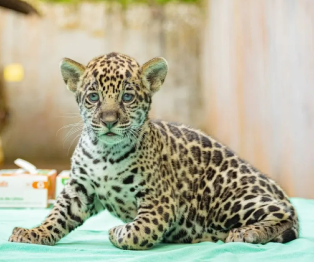 Filhote de onça-pintada nasce no Pará e público escolhe nome em votação online
