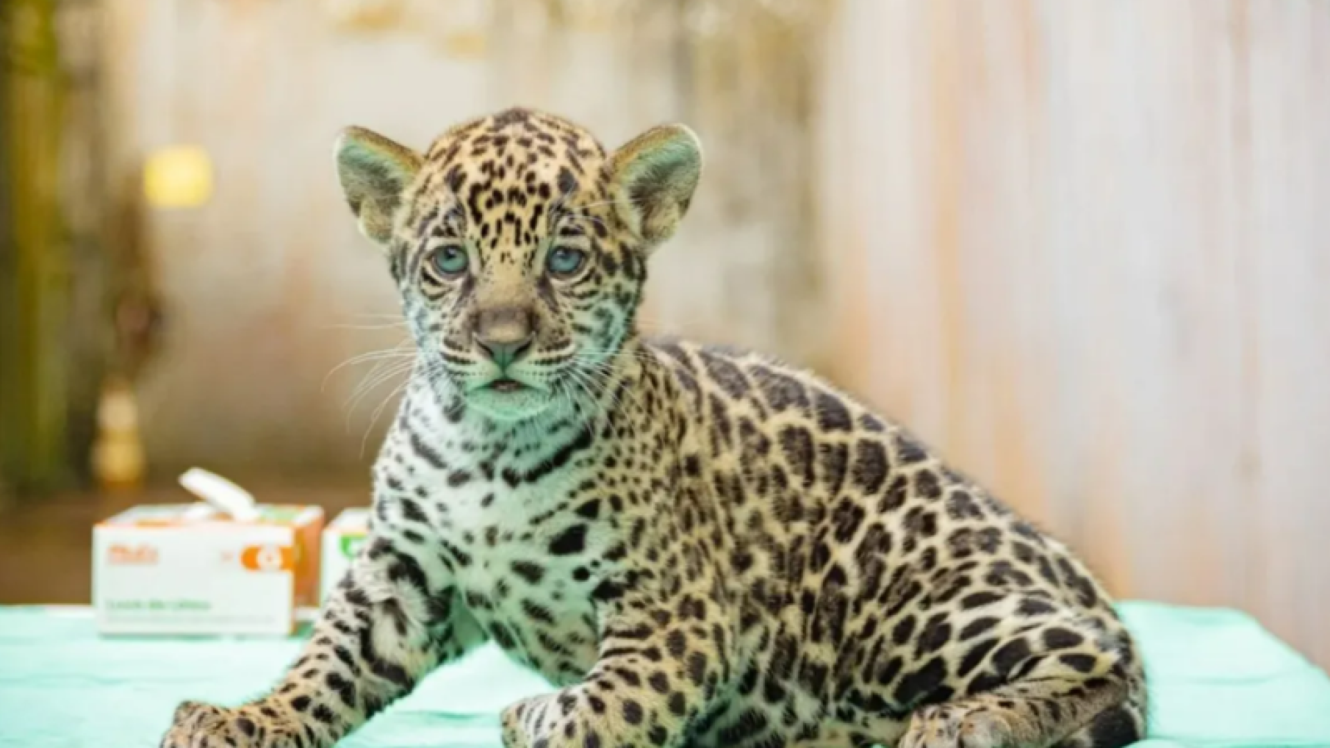 Filhote de onça-pintada nasce no Pará e público escolhe nome em votação online