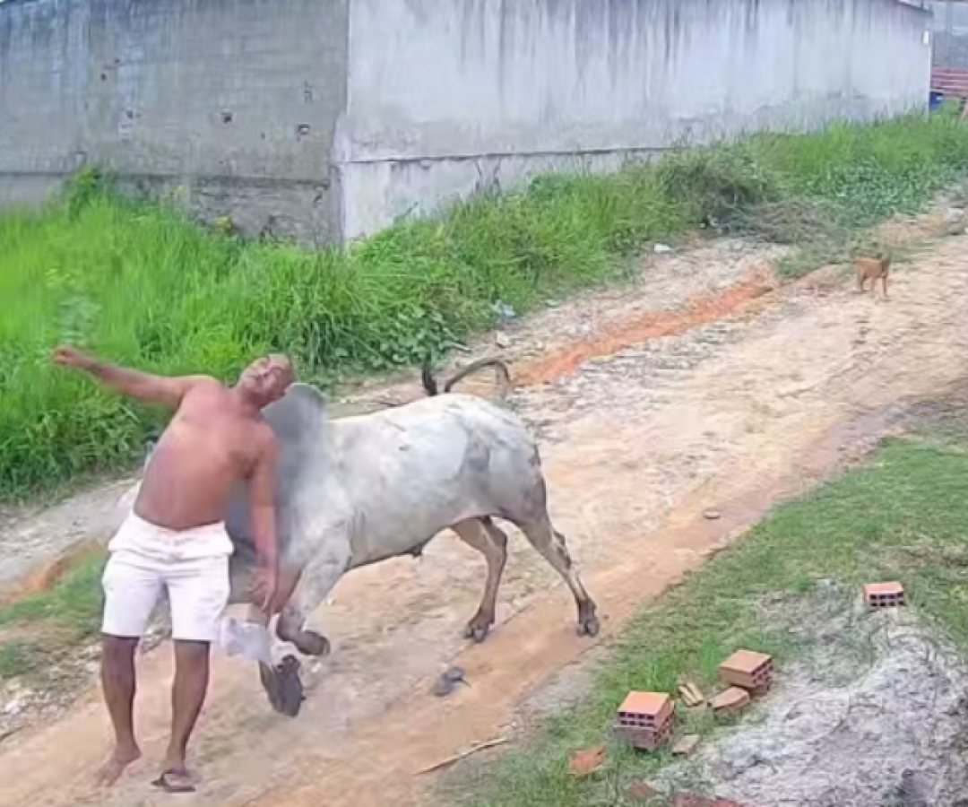 Boi ataca homem pelas costas e deixa vítima ferida em Paudalho