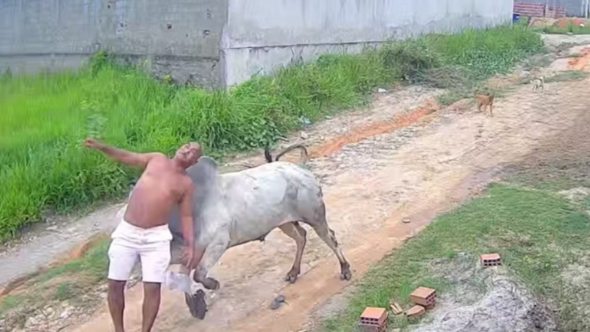 Boi ataca homem pelas costas e deixa vítima ferida em Paudalho