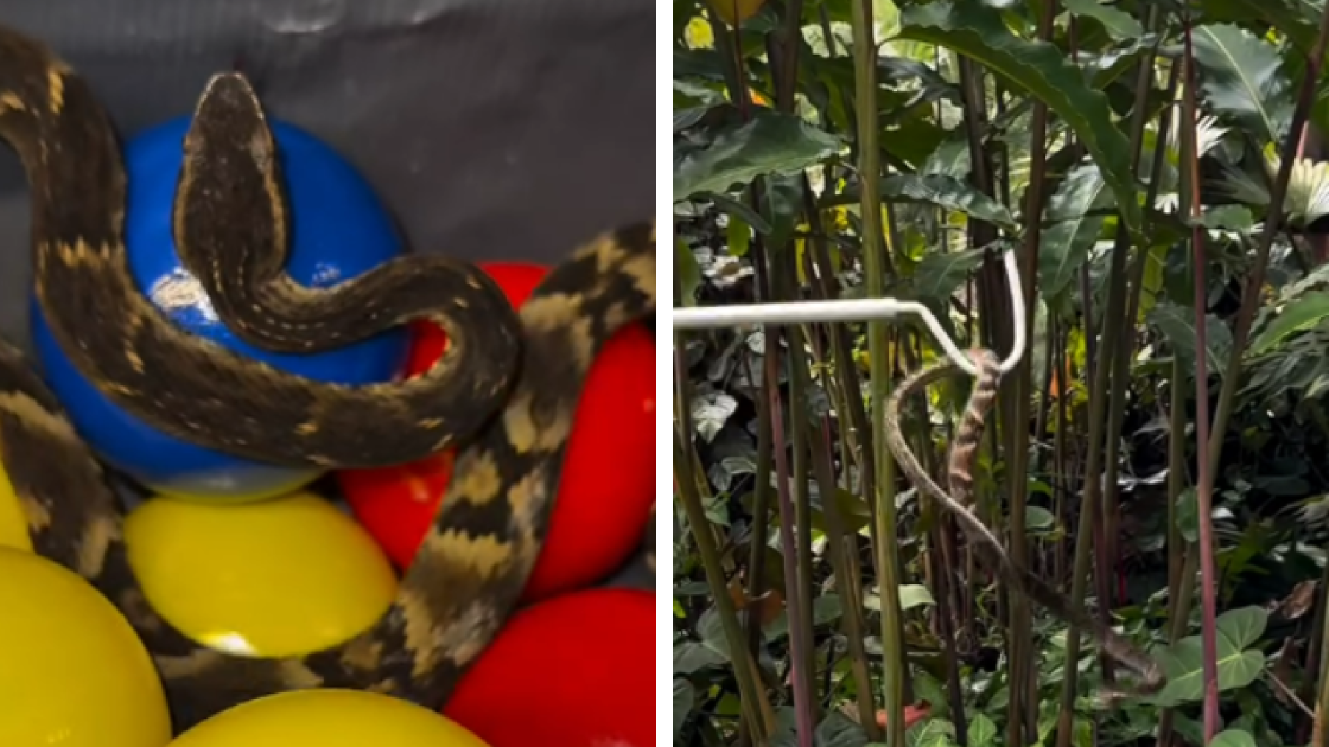 Jararaca é encontrada em piscina de bolinhas de restaurante em Suzano