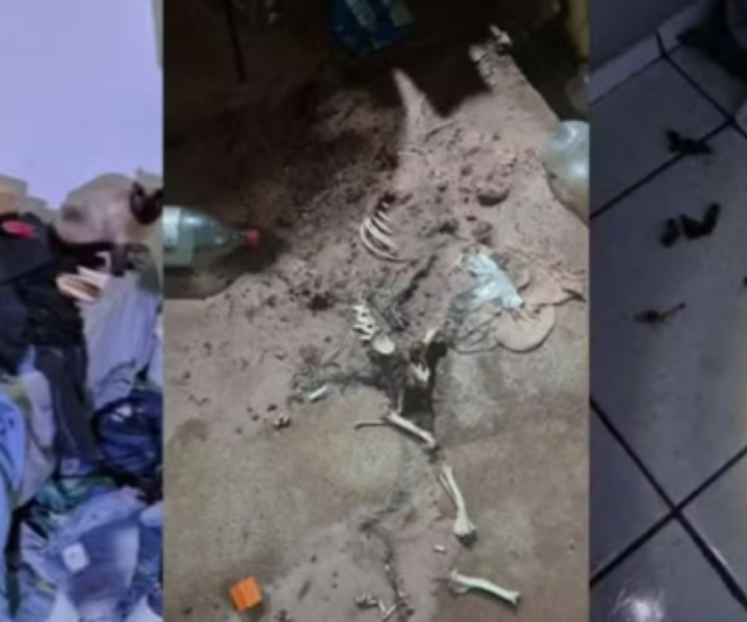 Criança abandonada com pulgas e lixo é resgatada em Assis; mãe é presa por maus-tratos