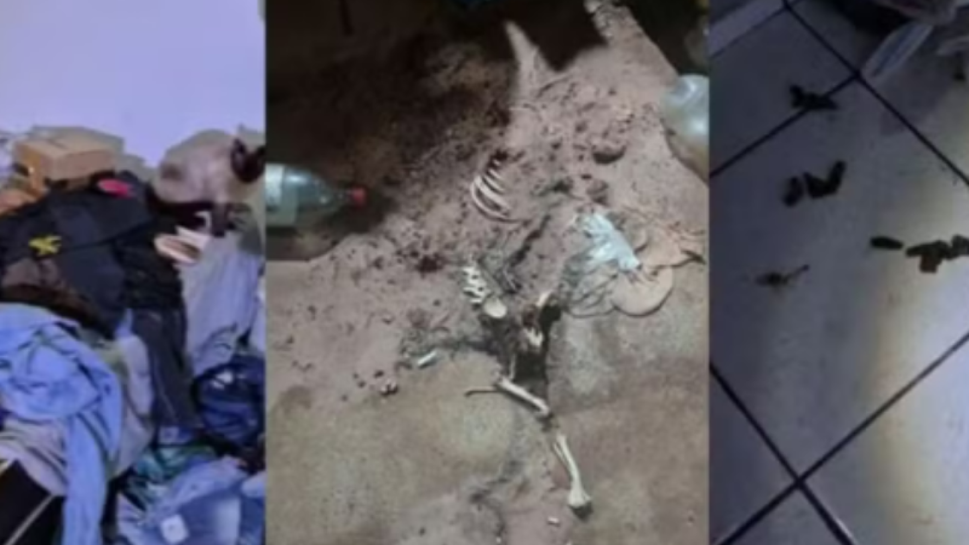 Criança abandonada com pulgas e lixo é resgatada em Assis; mãe é presa por maus-tratos