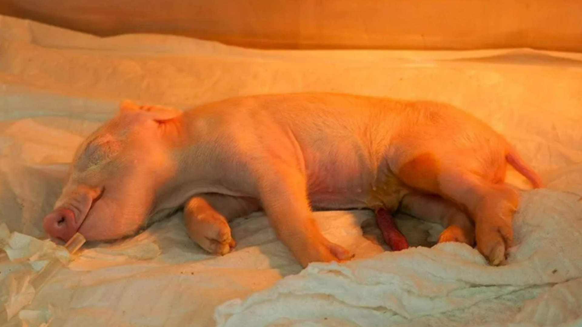 Brasil realiza clonagem de porco para transplantes: primeiro passo para xenotransplante no SUS