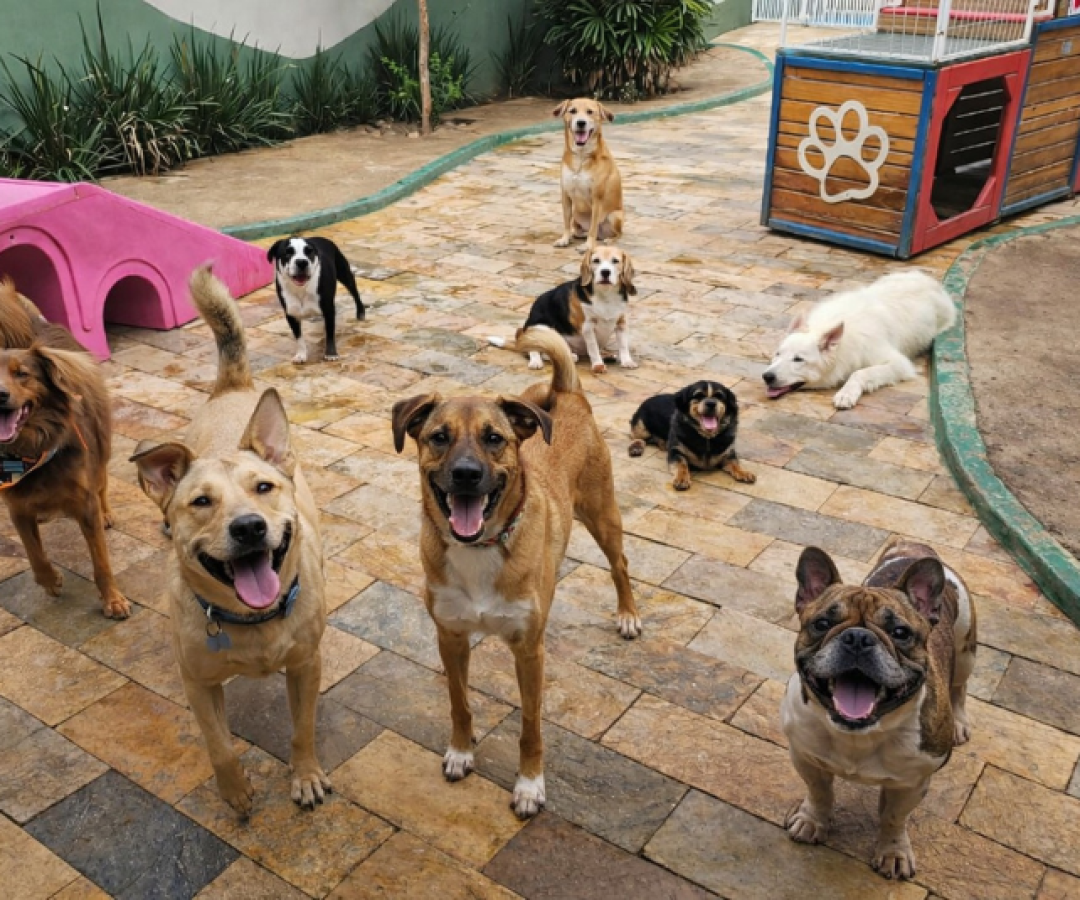 Socialização entre cães ganha espaço e melhora comportamento e bem-estar dos pets